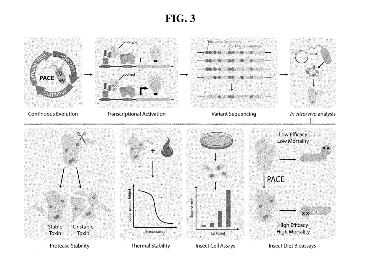 Evolution of bt toxins