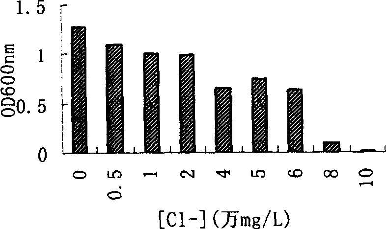 Chlorine resisting strain No.1 and screening process thereof