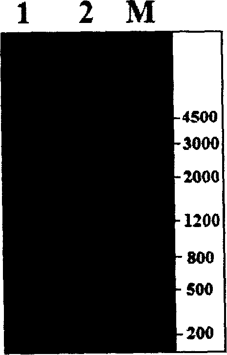 Chlorine resisting strain No.1 and screening process thereof