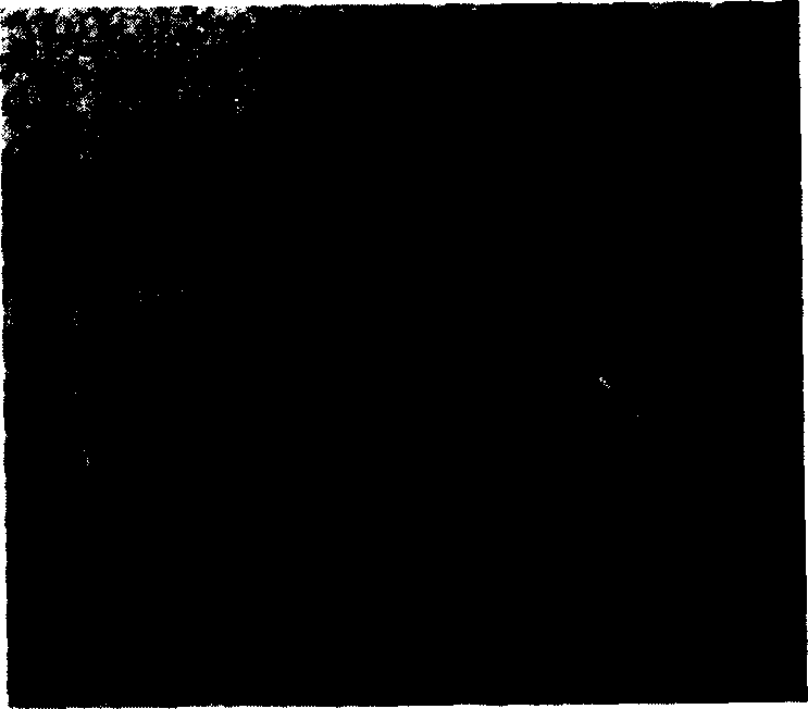 Chlorine resisting strain No.1 and screening process thereof