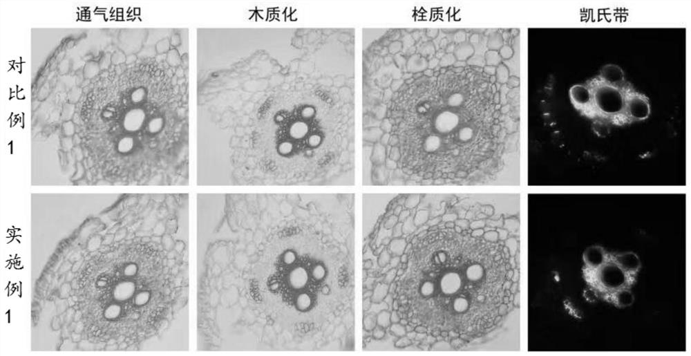 A dyeing method for observing the internal microstructure of plants