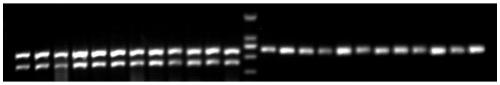 InDel marker remarkably related to soybean plant branching number and application of marker