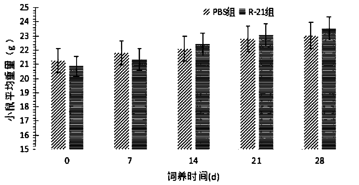 Swine-borne lactobacillus plantarum and application thereof