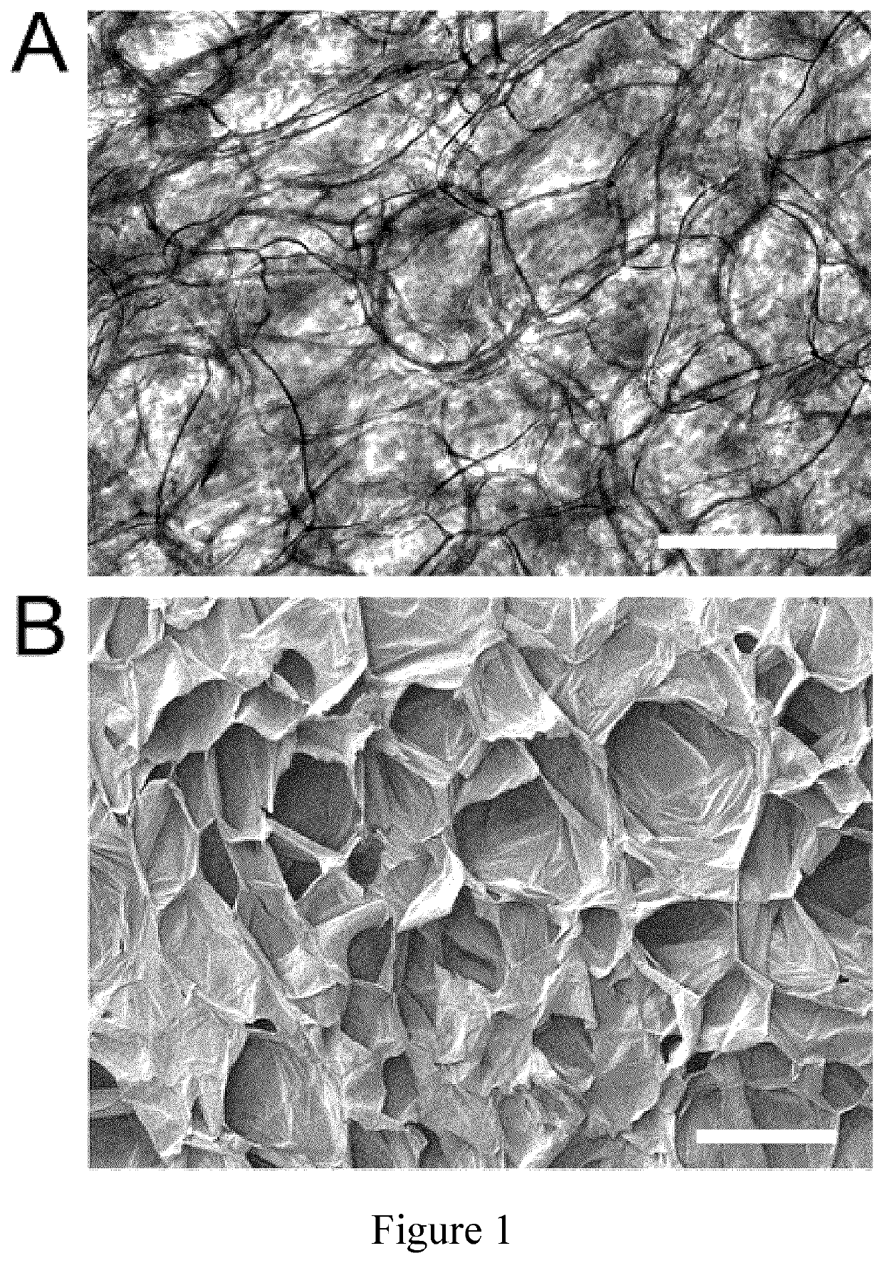 Decellularised cell wall structures from plants and fungus and use thereof as scaffold materials