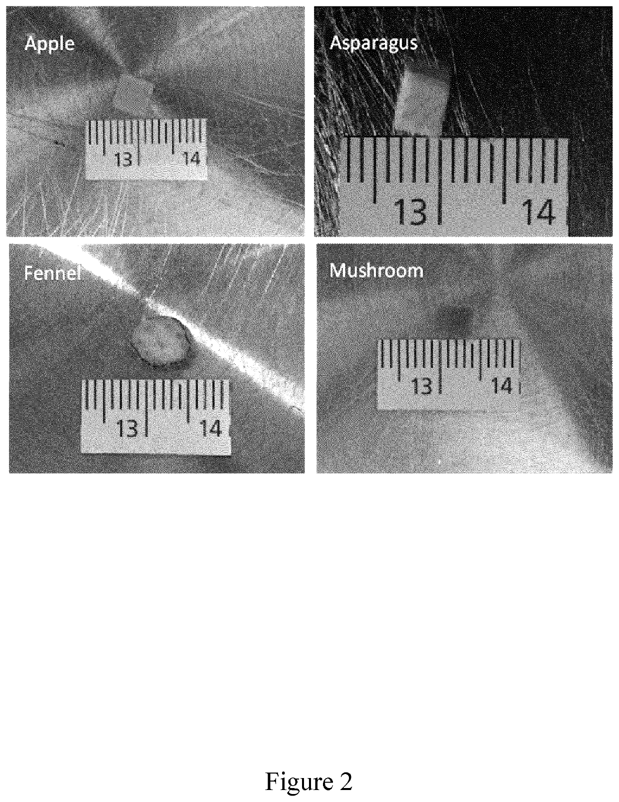 Decellularised cell wall structures from plants and fungus and use thereof as scaffold materials