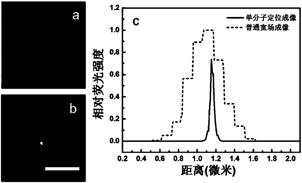 Method for observing dynamic distribution of tumor cell exosome and exosome internal miRNA in recipient cells