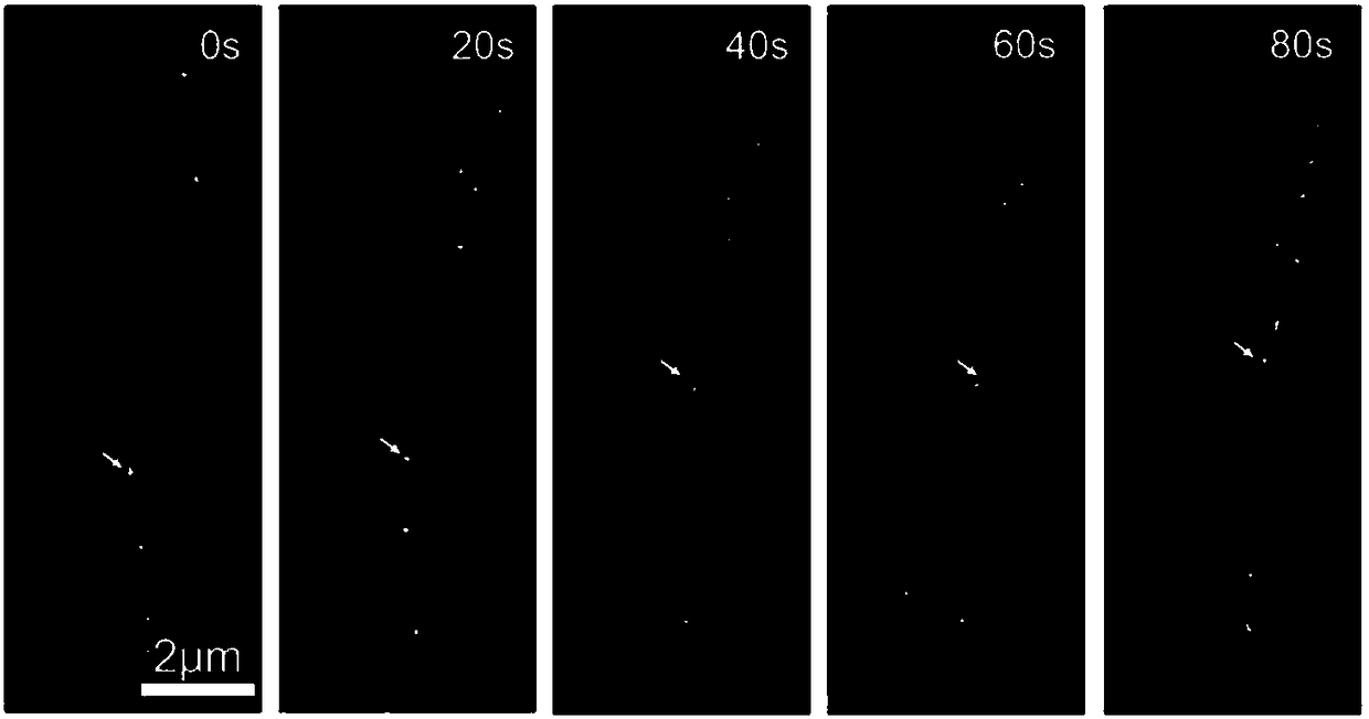 Method for observing dynamic distribution of tumor cell exosome and exosome internal miRNA in recipient cells