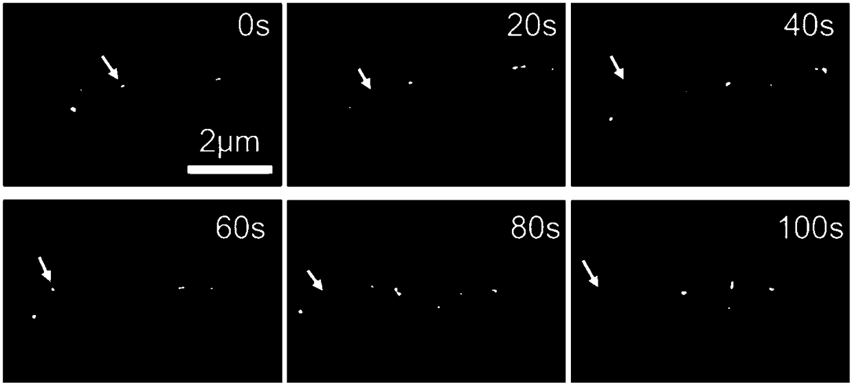 Method for observing dynamic distribution of tumor cell exosome and exosome internal miRNA in recipient cells