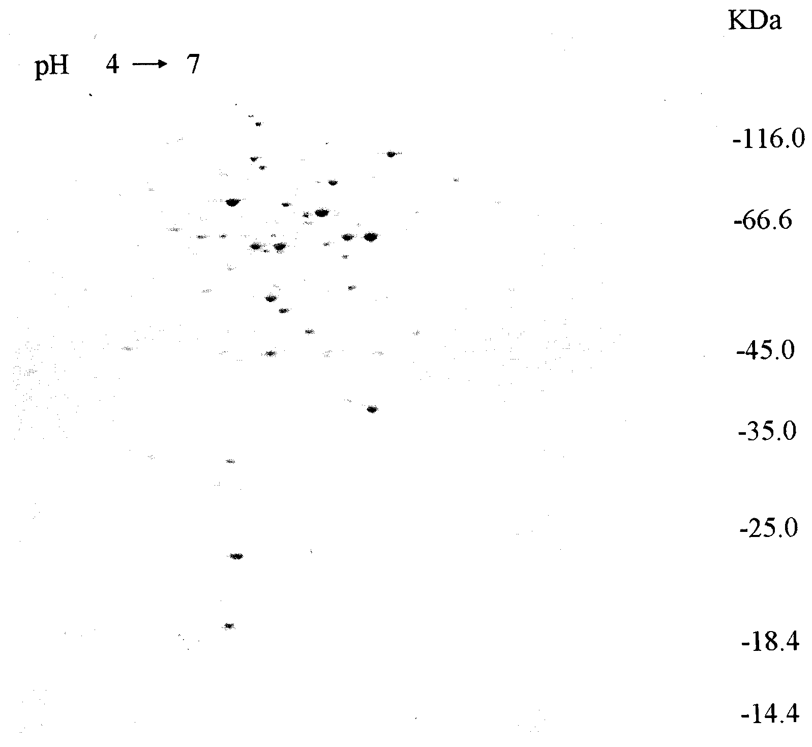 Method for screening corynebacterium crenatum endogenous high-expression promoter by using 2-DE (Two-Dimensional Electrophoresis) technique