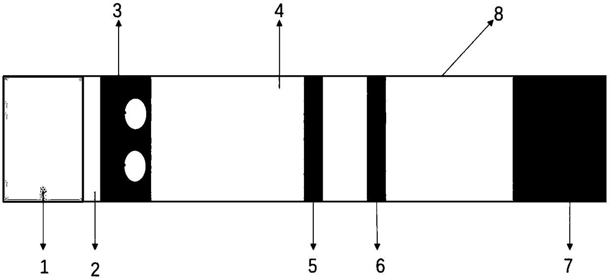 Fluorescent microsphere-colloidal gold double color development qualitative quantitative immunochromatographic test strip for detecting clenbuterol hydrochloride and preparation method thereof