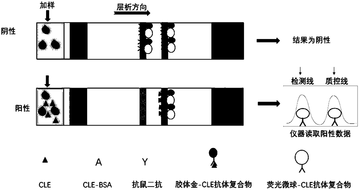 Fluorescent microsphere-colloidal gold double color development qualitative quantitative immunochromatographic test strip for detecting clenbuterol hydrochloride and preparation method thereof