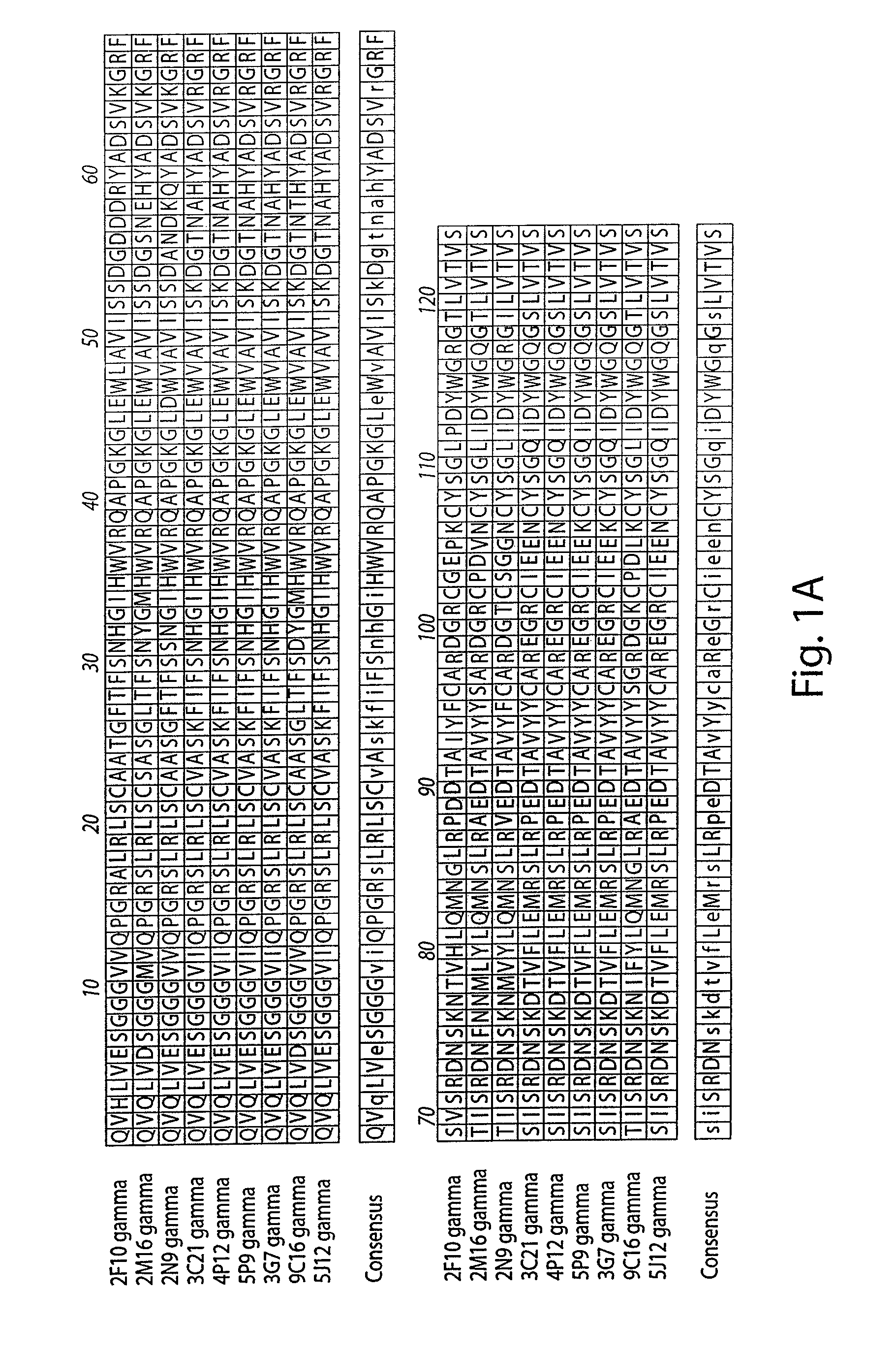 Compositions and methods for the therapy and diagnosis of cytomegalovirus