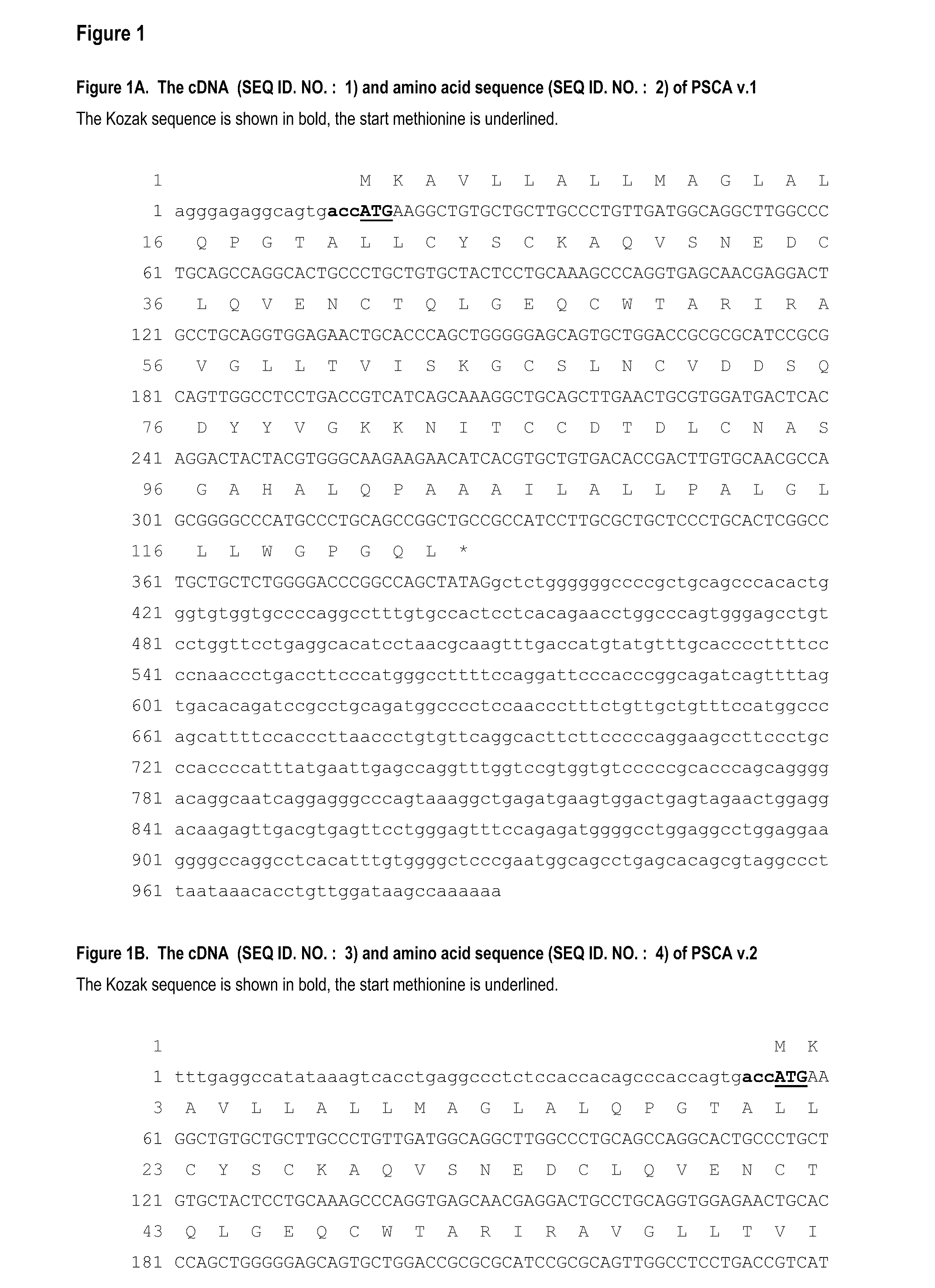 Antibodies and related molecules that bind to psca proteins