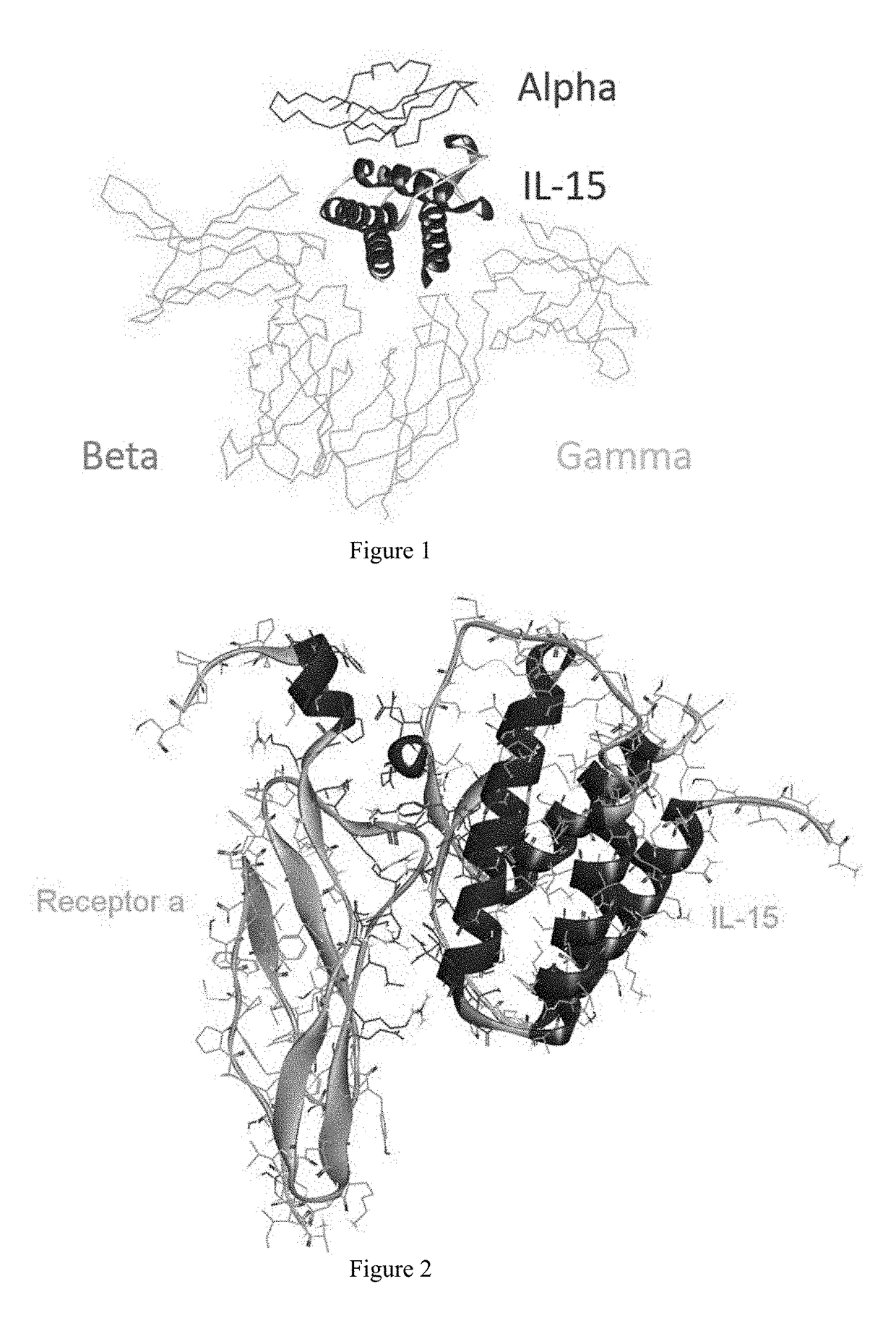 Interleukin 15 protein complex and use thereof