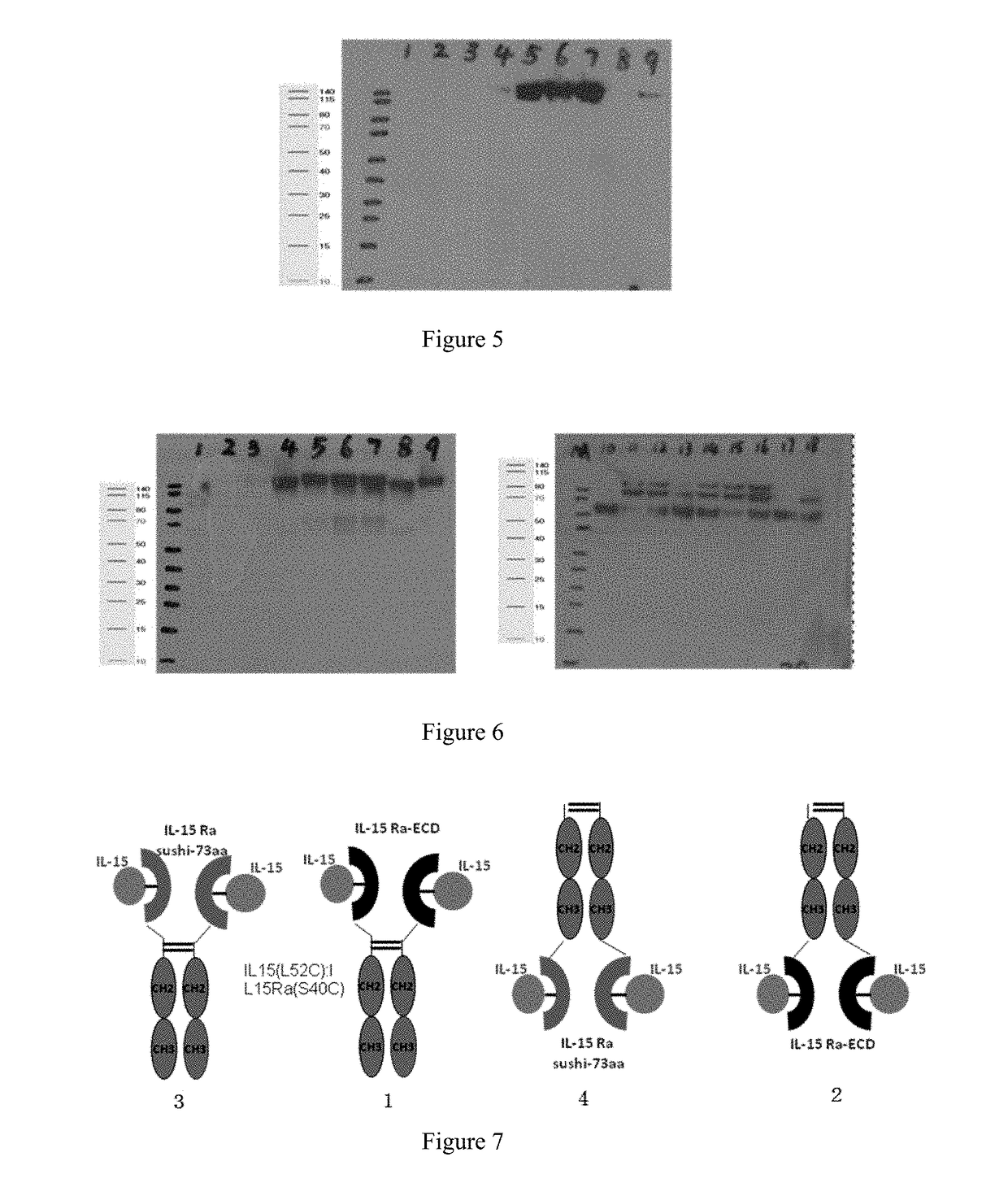 Interleukin 15 protein complex and use thereof