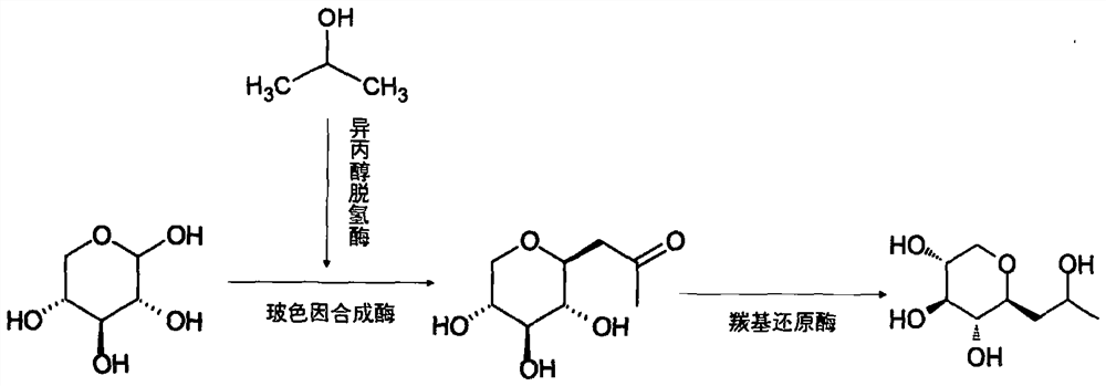 Method for preparing pro-xylane from biological enzyme by one-pot method