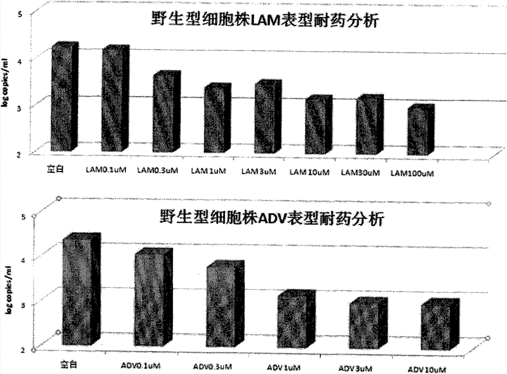 HepG2-based stable-expression HBV (hepatitis B virus) wild strain cell line and preparation method thereof