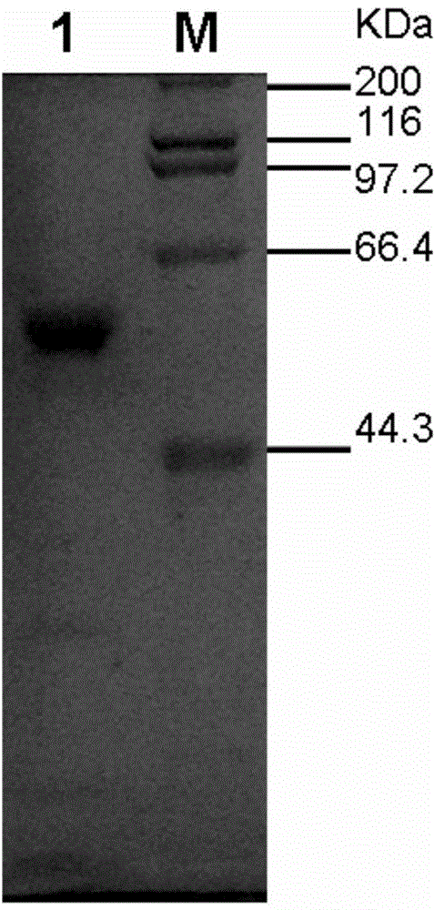 A kind of acid-resistant high-temperature beta-amylase mutant and its application