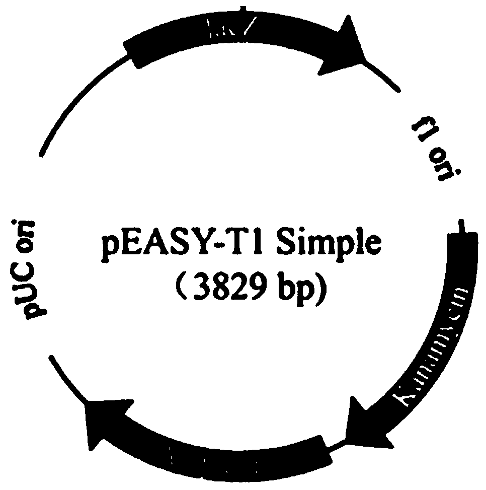 Sesame sicol1 and sicol2 genes and their application