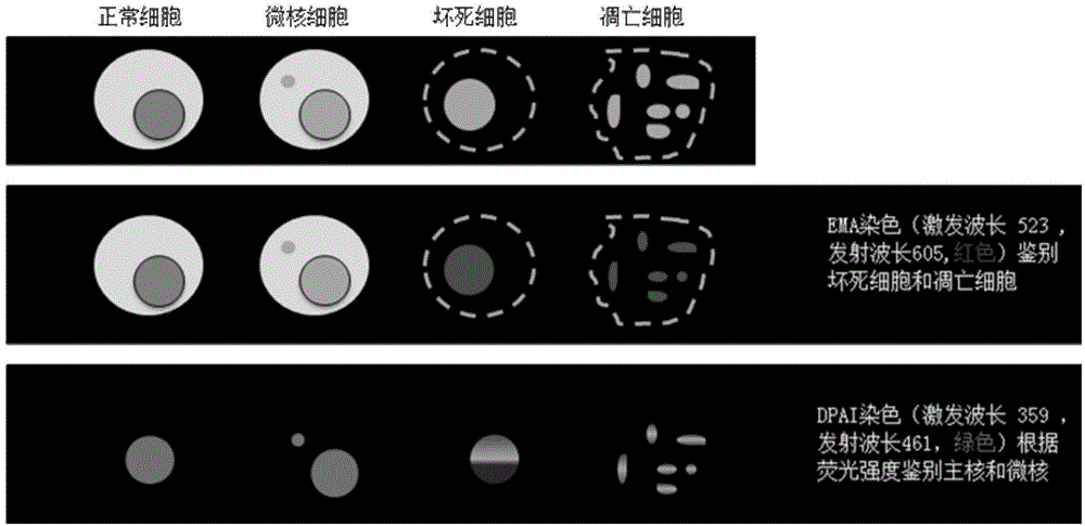 Peripheral blood lymphocyte micronucleus detection kit and detection method thereof