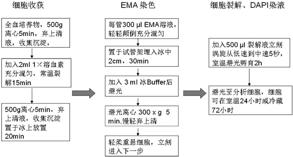 Peripheral blood lymphocyte micronucleus detection kit and detection method thereof