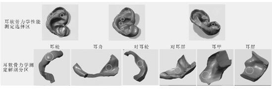 A 3D-printed mechanical bionic auricular cartilage tissue engineering scaffold and its manufacturing method