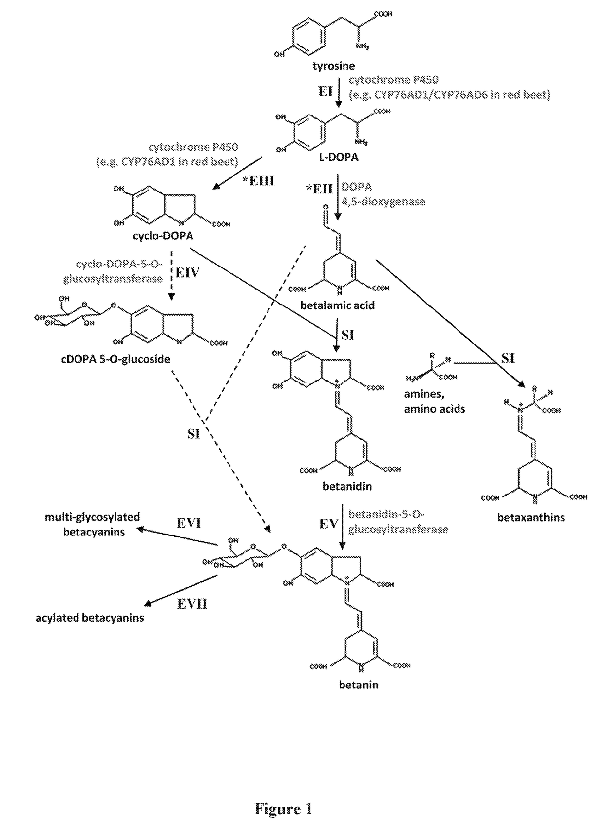 Compositions comprising cyp76ad1-beta clade polypeptides and uses thereof