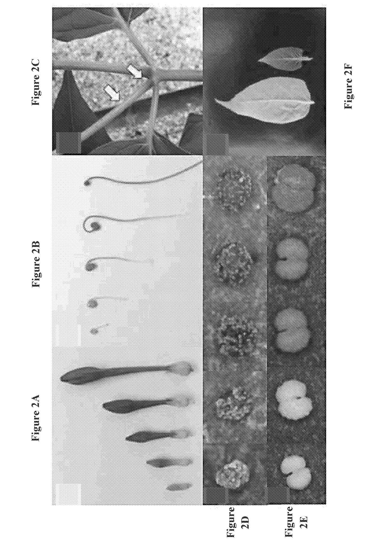 Compositions comprising cyp76ad1-beta clade polypeptides and uses thereof