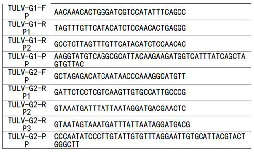 RAA primer probe for detecting Talavirus and detection method