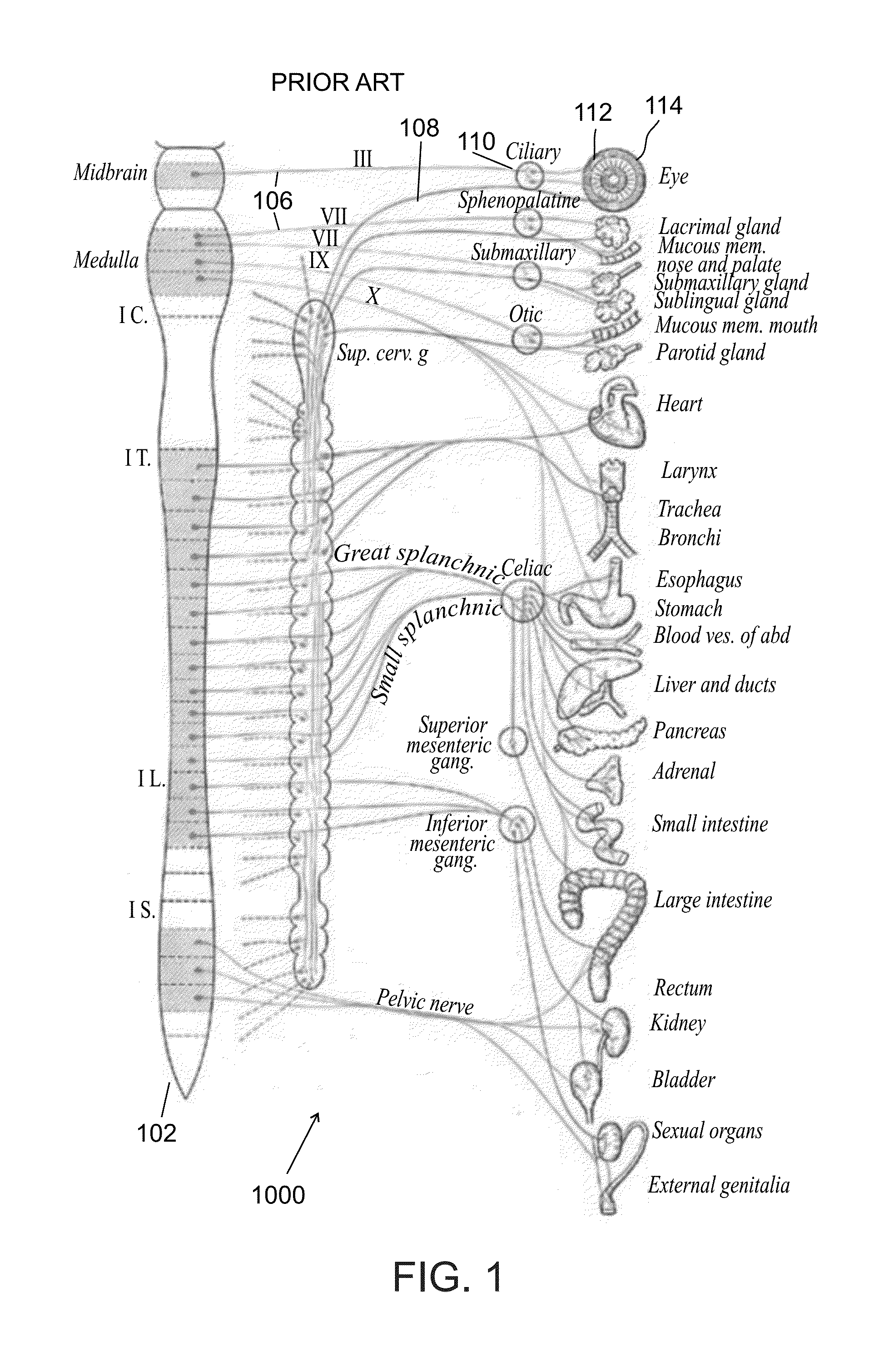 Body structure imaging