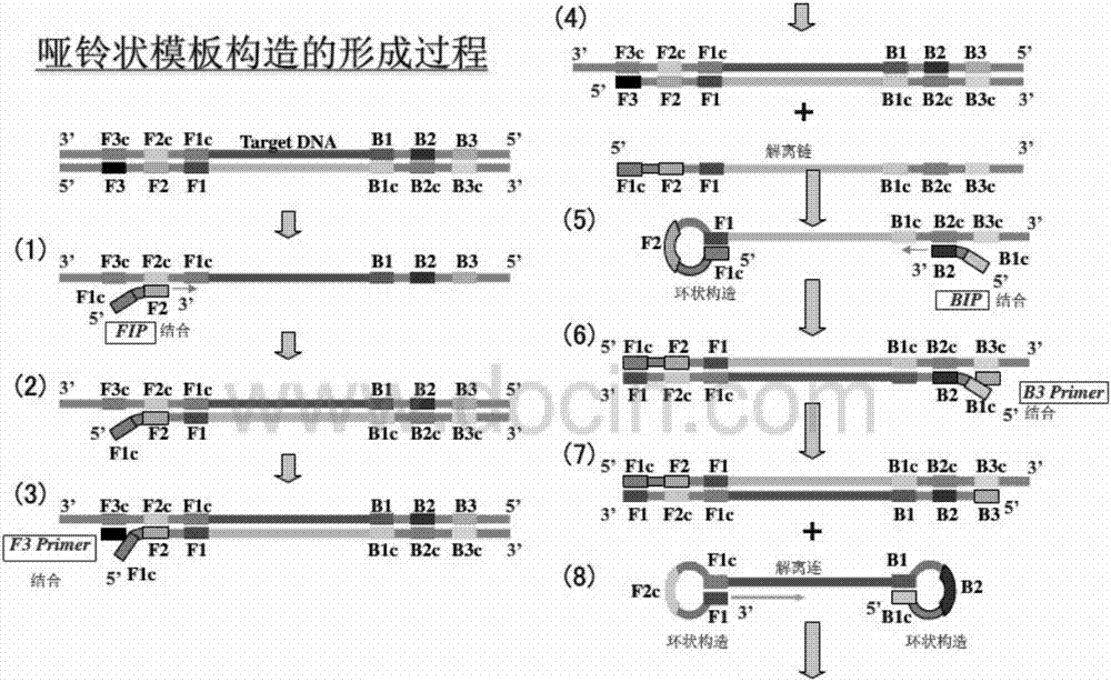 LAMP visual quick detection kit for porcine circovirus type 2