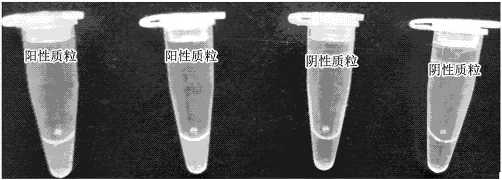 LAMP visual quick detection kit for porcine circovirus type 2