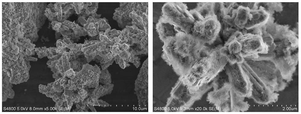 Co dendrite electrocatalyst and preparation method thereof