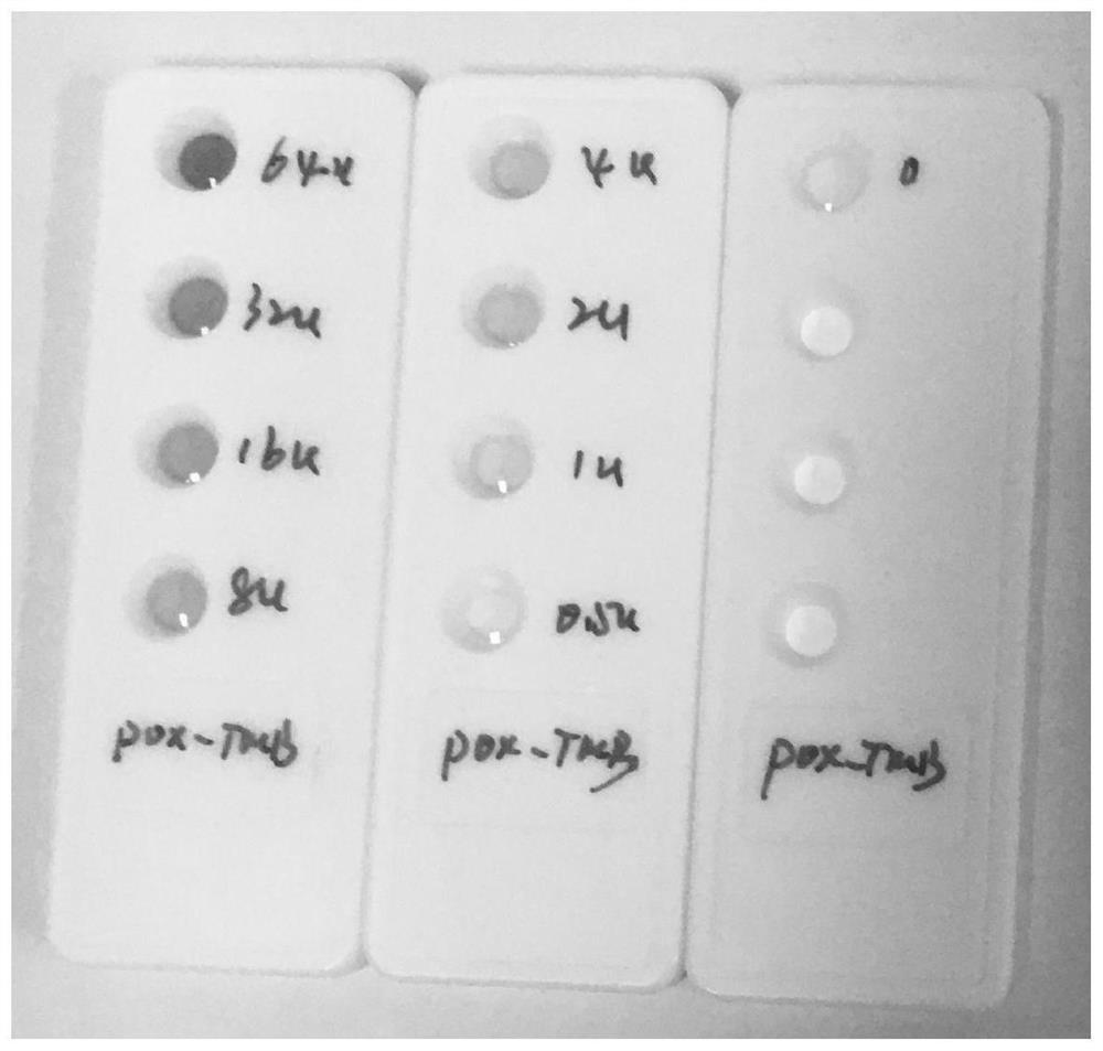 Periodontal pathogen infection marker detection kit and detection method