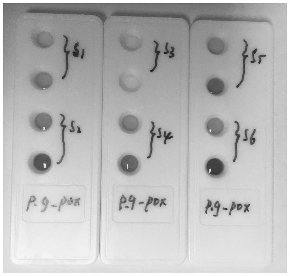 Periodontal pathogen infection marker detection kit and detection method