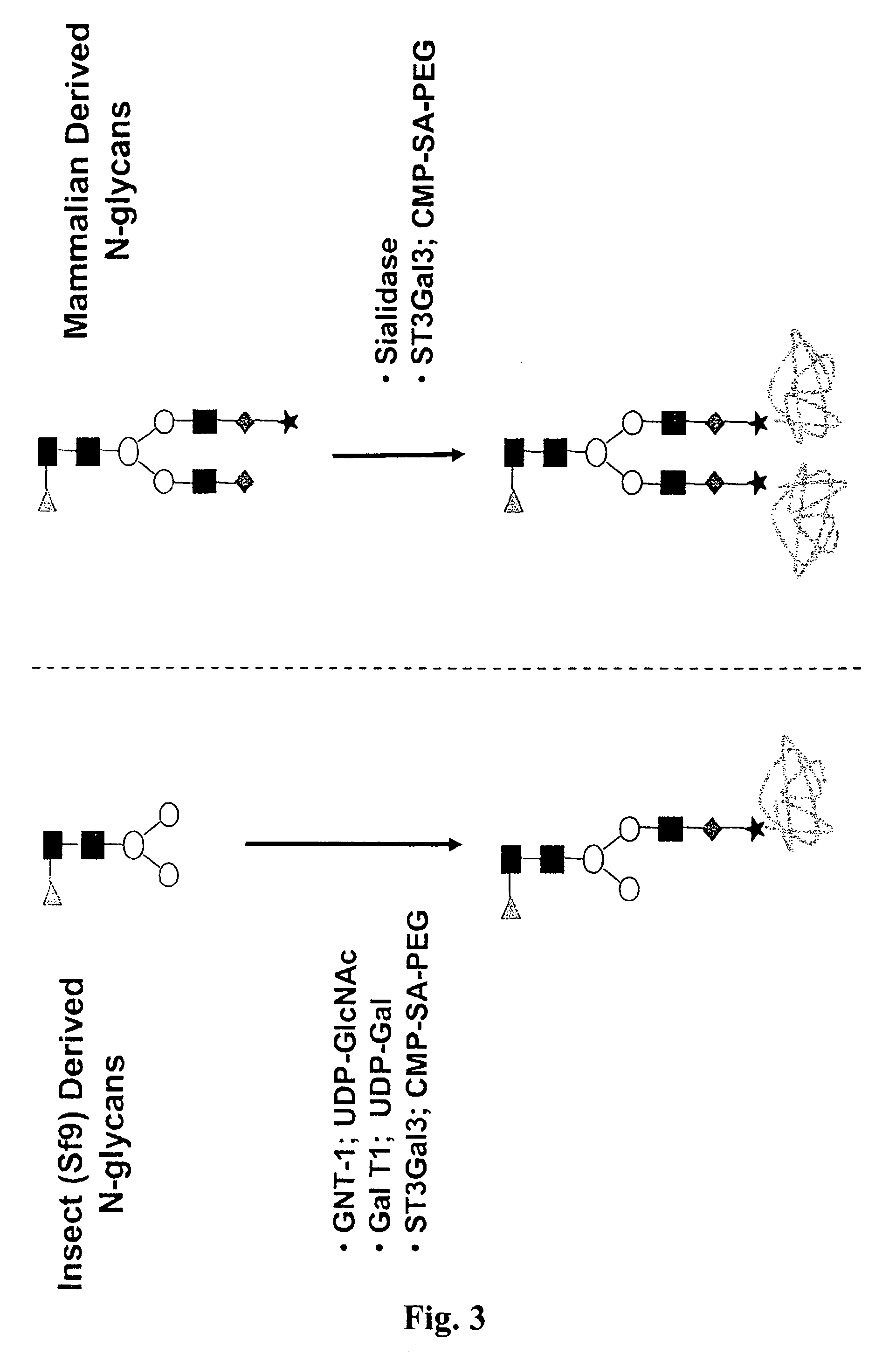 Compositions and methods for the preparation of human growth hormone glycosylation mutants