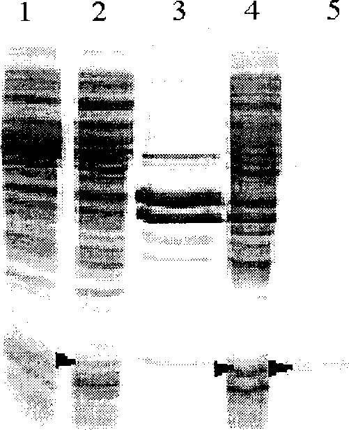 Systhesizing of chimeric peptide from anteron promoted by human's fine hair