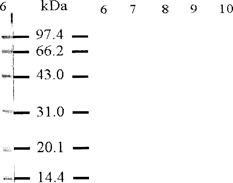 Systhesizing of chimeric peptide from anteron promoted by human's fine hair