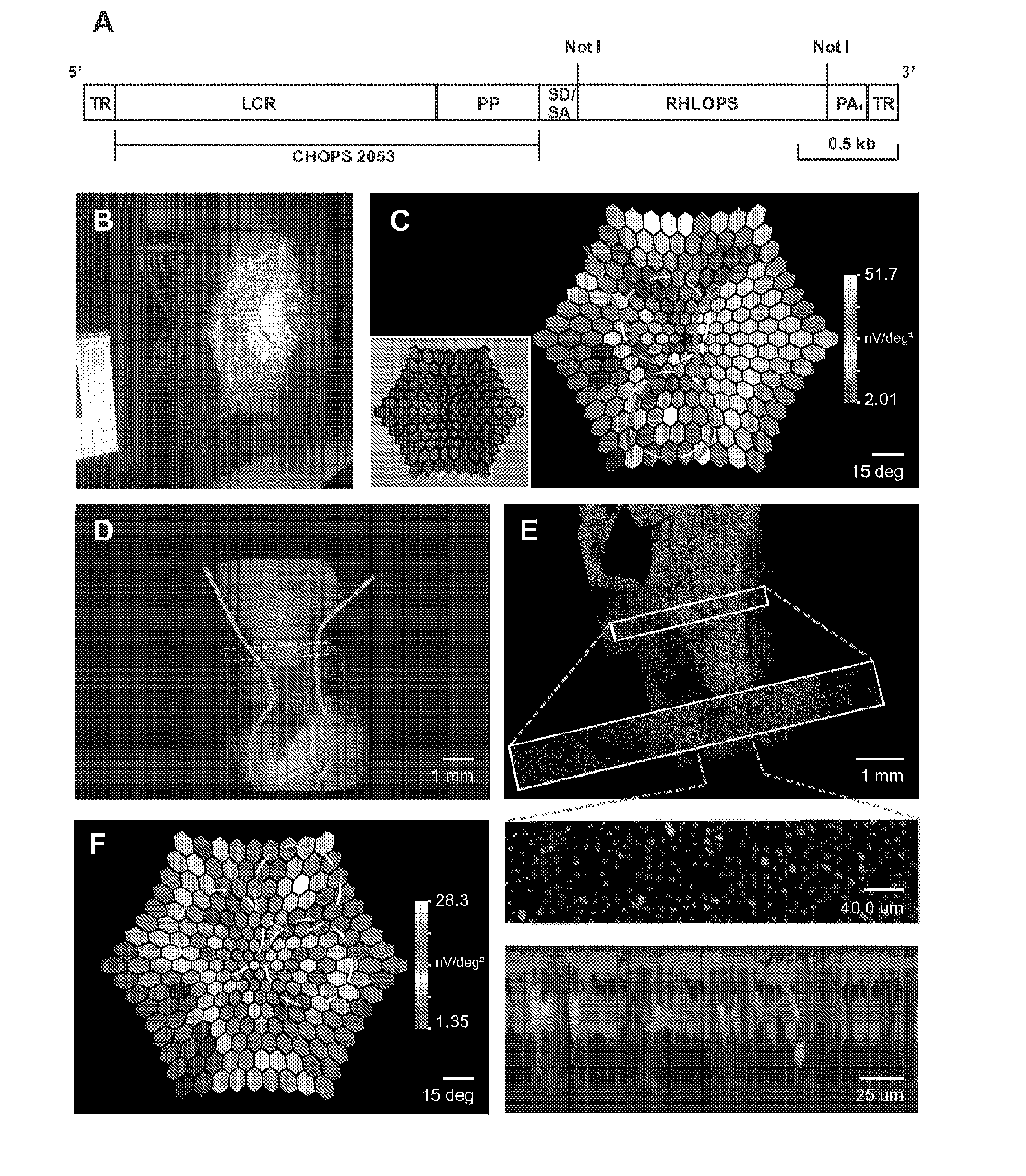 Reagents and methods for modulating cone photoreceptor activity