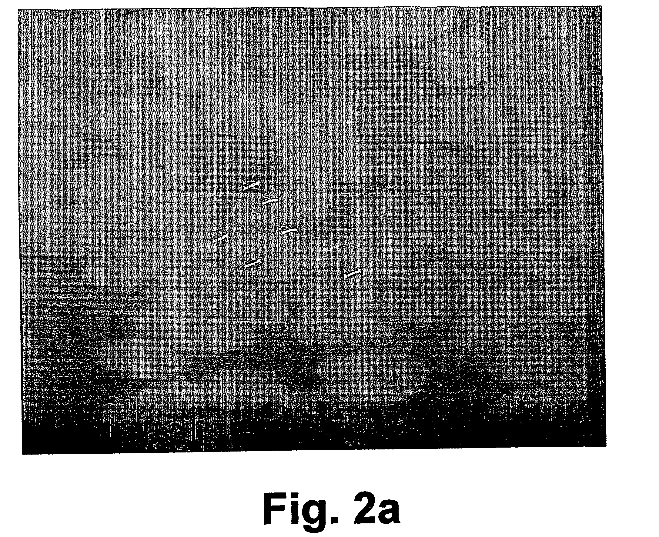 Methods of inducing differentiation in ex vivo expanded stem cells