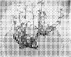 Method for directly inducing and quickly propagating bog bilberry root nodule in test tube