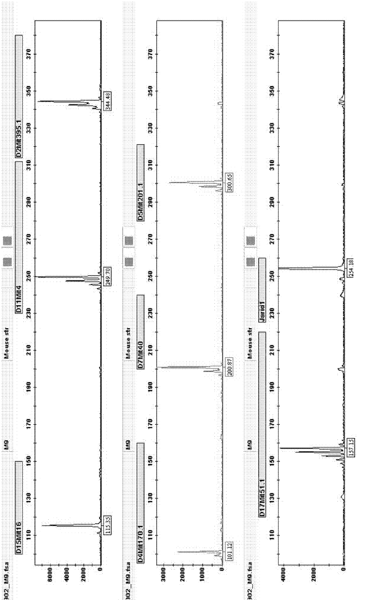 Composite amplification system and detection kit of mouse short tandem repeat