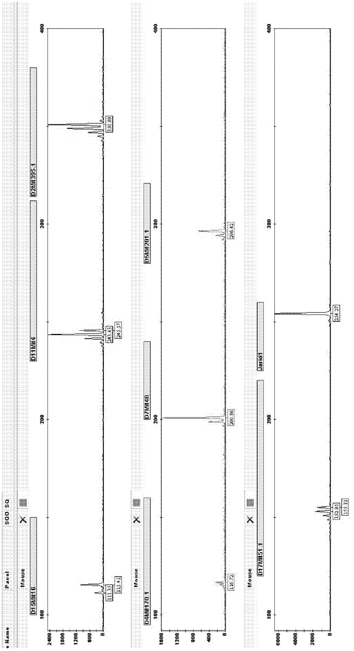 Composite amplification system and detection kit of mouse short tandem repeat