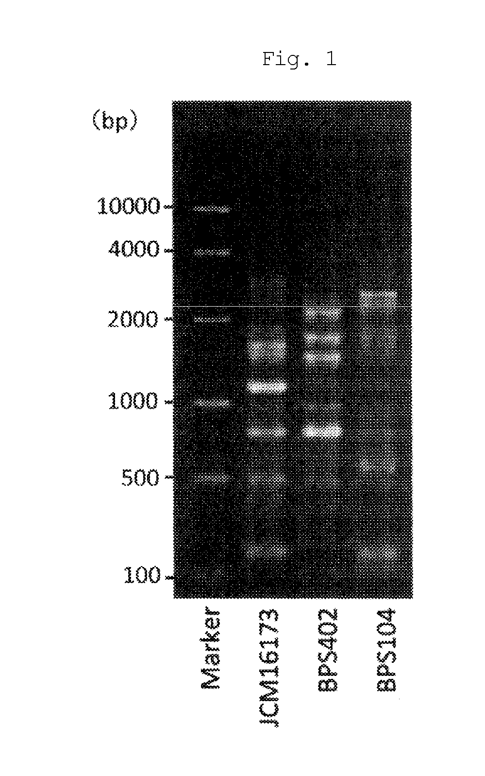 NOVEL LACTIC ACID BACTERIUM HAVING IgA PRODUCTION PROMOTING ACTIVITY, AND USE THEREOF