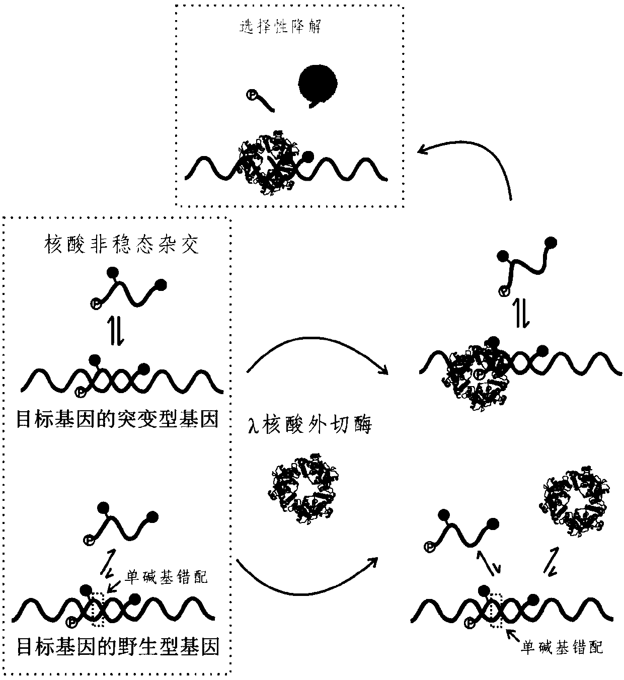 Method for detecting single-base mutation