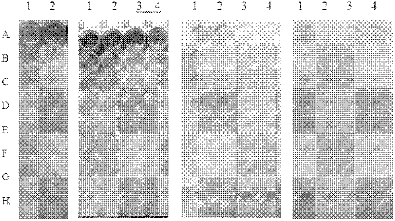 Recombinant antigenic protein for detecting dengue virus antibody, kit and application thereof