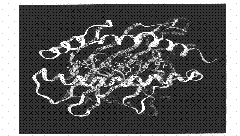 Mouse HCV (hepatitis C virus) polypeptide epitope combined with MHC-I molecule and application thereof