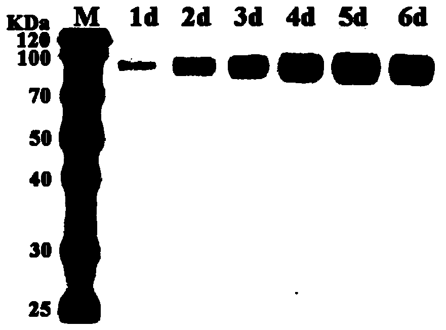 Codon-optimized FAD-glucose dehydrogenase gene and application thereof