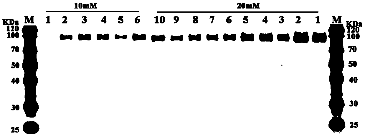 Codon-optimized FAD-glucose dehydrogenase gene and application thereof