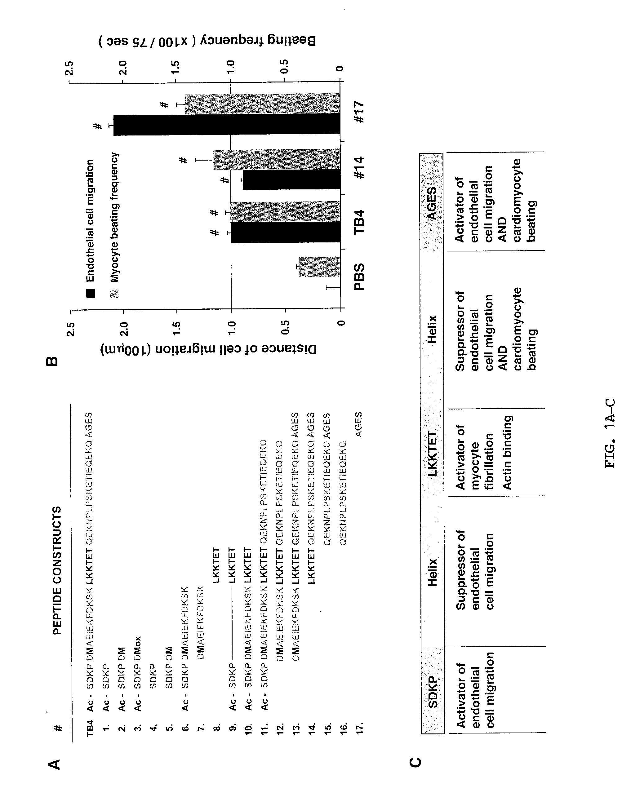 THYMOSIN Beta4 PEPTIDES PROMOTE TISSUE REGENERATION